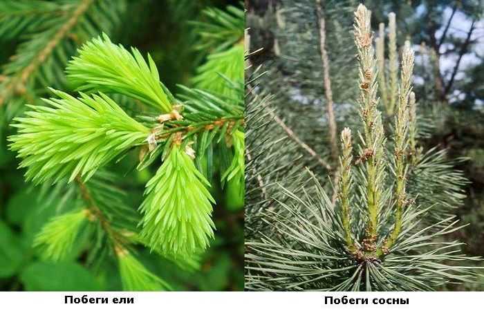 Влияние структуры древесины на внешний вид мебели