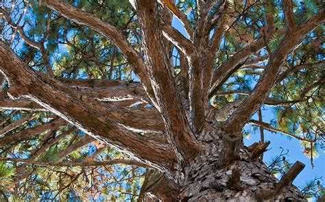 Что лучше ель или сосна для мебели