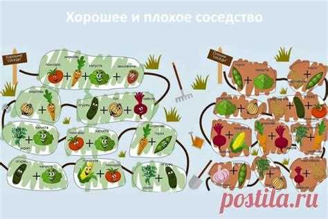 Можно ли сажать можжевельник рядом с плодовыми деревьями