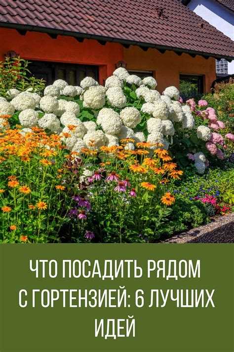 Что можно посадить рядом с можжевельником