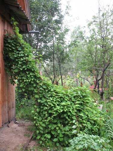 Идеи для создания зелёных изгородей в тени