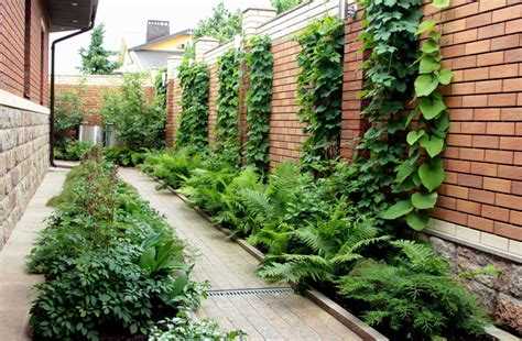 Как правильно ухаживать за растениями в тени