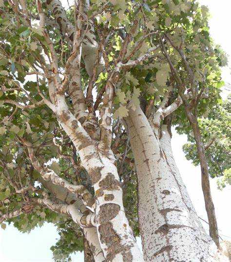 Особенности обработки тополя при изготовлении мебели