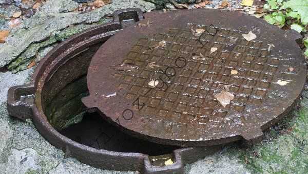 Какие насекомые и животные обитают в канализационных системах