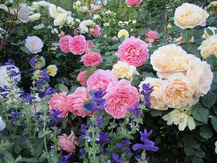 Какие кустарники создают гармоничный фон для плетистых и высоких роз