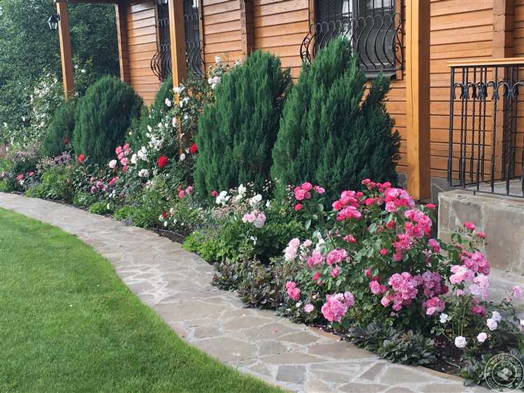 Что посадить между розами для красивого фона