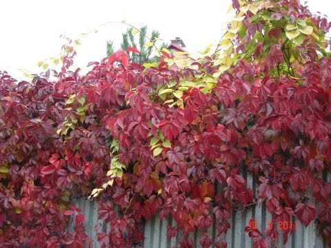 Какие ошибки допускают при посадке многолетников на солнце