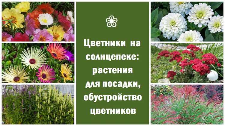 Создание композиции из многолетников на солнечном склоне