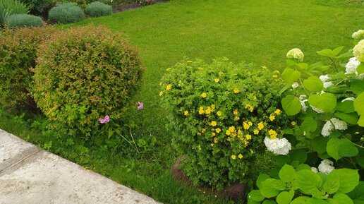 Что посадить перед домом на даче