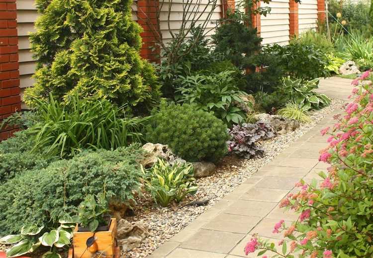 Список луковичных, способных цвести в тени березы весной