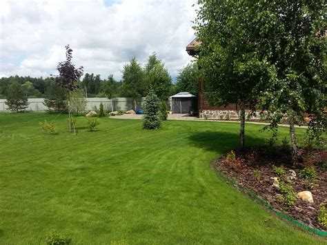 Какие растения переносят тень и конкуренцию с корнями березы