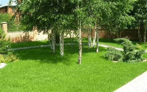 Что посадить под березой на даче