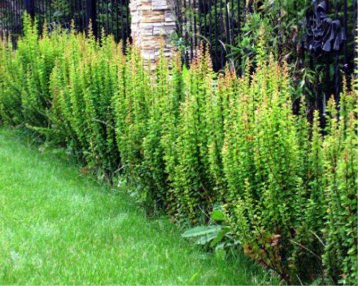 Как выбрать соседей для барбариса с учётом освещения и почвы