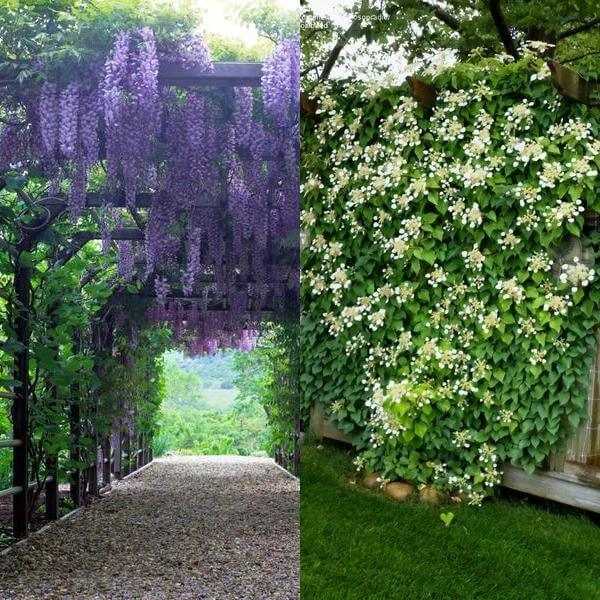 Комбинирование растений для непрерывного цветения