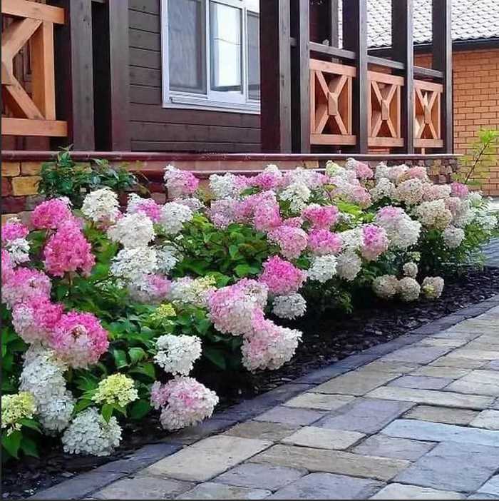 Что посадить рядом с перголой