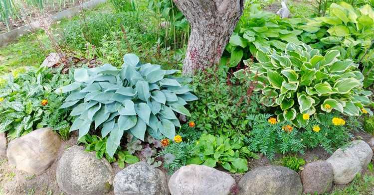 Цветущие многолетники для гармоничного сочетания с хостами