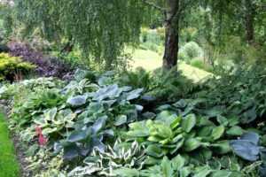 Низкорослые почвопокровные растения для заполнения пространства