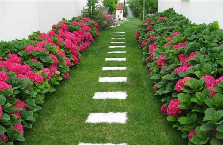 Кустарники, подходящие для тенистых участков рядом с хостами