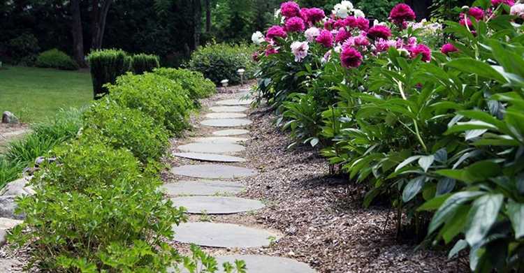 Советы по подбору растений с учётом условий освещения и почвы