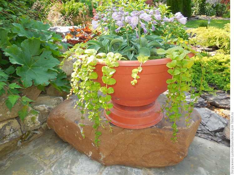 Декоративные злаки для контрастной текстуры