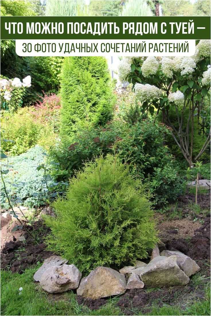 Какие травянистые растения подчеркнут форму листьев хост