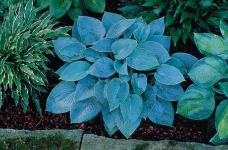 Подбор почвопокровных растений для затенённых участков