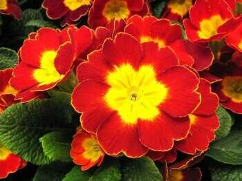 Уход за растениями в условиях ограниченного освещения