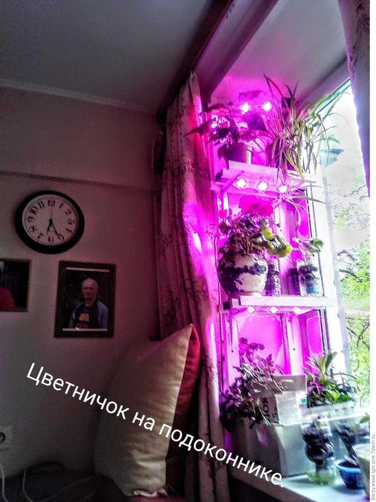 Что посадить с северной стороны дома