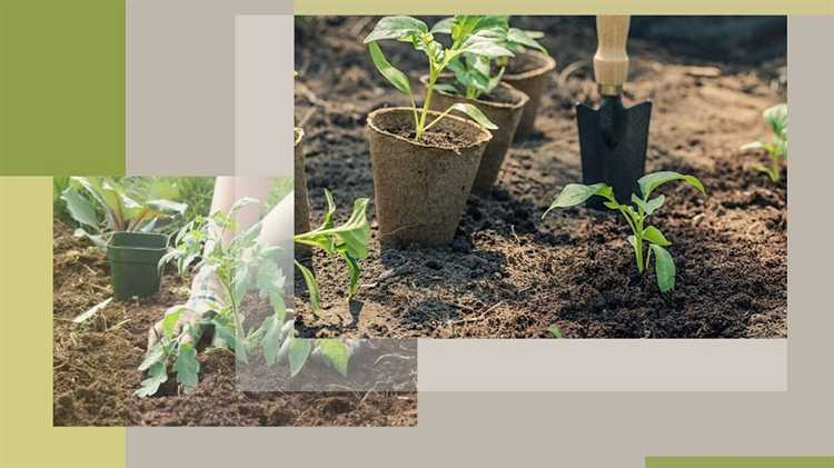 Почвопокровные растения для заболоченных территорий