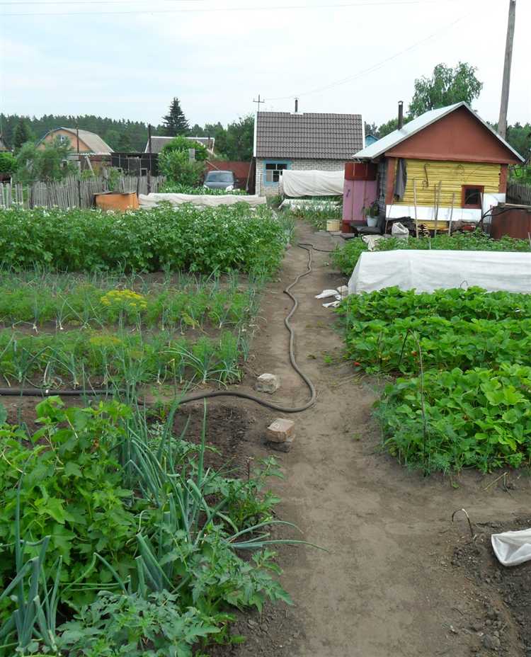 Что посадить в сыром месте на участке Что посадить в сыром месте на участке