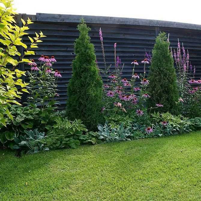 Лучшие многолетники для создания живой изгороди