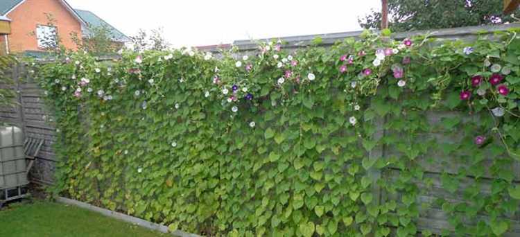 7. undefinedТростник</strong> – многолетнее растение, которое часто используется для создания декоративных заборов и экранов. Он растет очень быстро и может быть использован для формирования плотной зеленой перегородки, которая быстро скрывает территорию от посторонних глаз.»></p>
<p>Все эти растения обладают высокой скоростью роста и могут стать отличным выбором для создания живой изгороди, которая обеспечит вам не только защиту от ветра и посторонних глаз, но и добавит эстетическую ценность вашему участку.</p>
<h2>Растения для забора, которые не требуют сложного ухода</h2>
<p><img decoding=