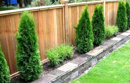 Какие растения подойдут для быстрого роста вдоль забора