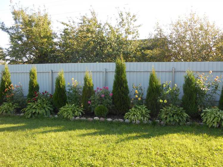 Растения для забора, которые не требуют сложного ухода