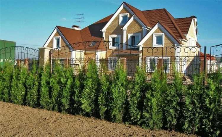 Что посадить вдоль забора на даче Что посадить вдоль забора на даче