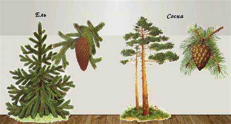 Что растет быстрее сосна или ель Что растет быстрее сосна или ель