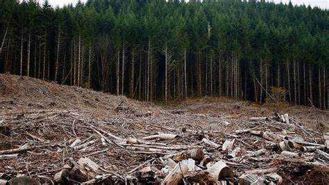 Нормативные сроки вырубки поросли в разных регионах России
