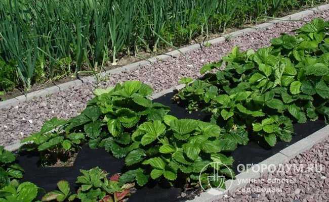 Как замульчировать почву, чтобы трава не проросла