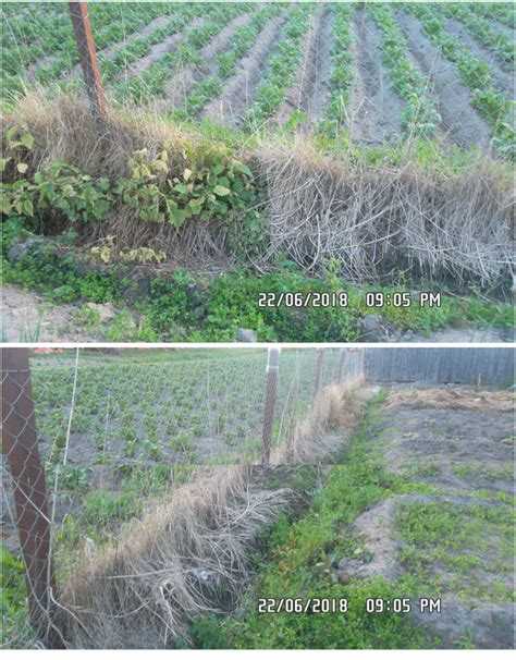 Чем засеять участок, чтобы вытеснить нежелательную траву