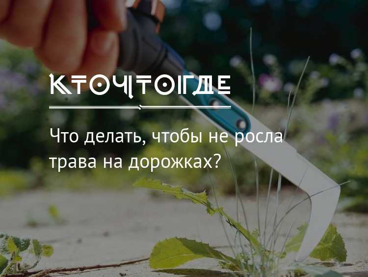 Как выбрать и применить гербициды для полного уничтожения травы