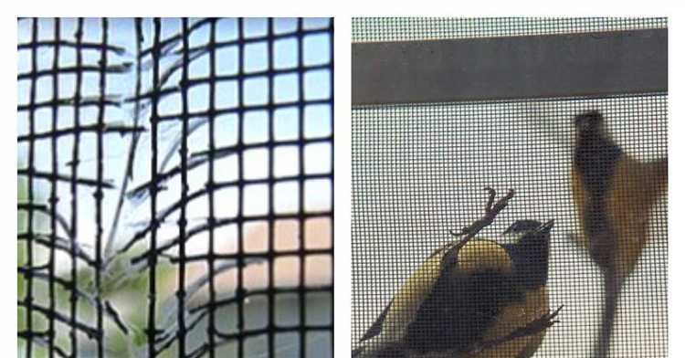 Как выбрать москитную сетку с усиленной защитой от птиц