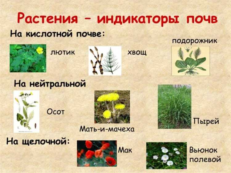 Кислая почва: как распознать и что это значит