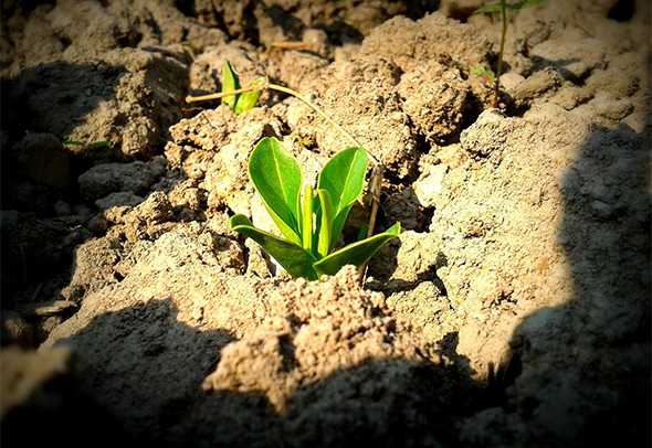 Какие факторы приводят к закислению почвы на дачном участке