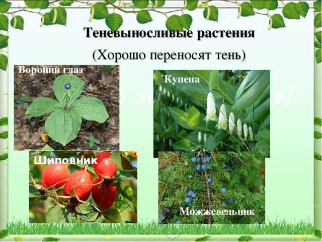 Частые ошибки при выборе растений для затенённых помещений