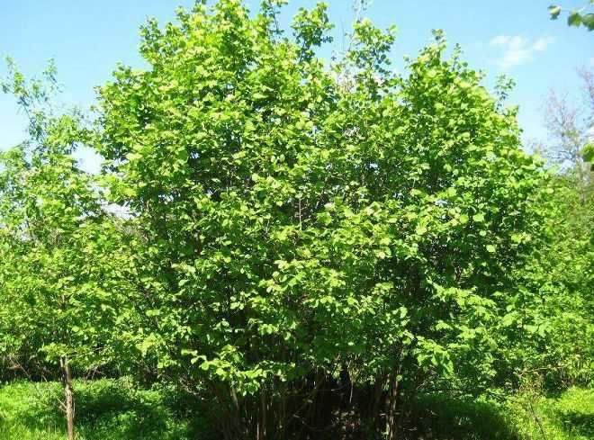 Почвопокровные растения для затенённых уголков