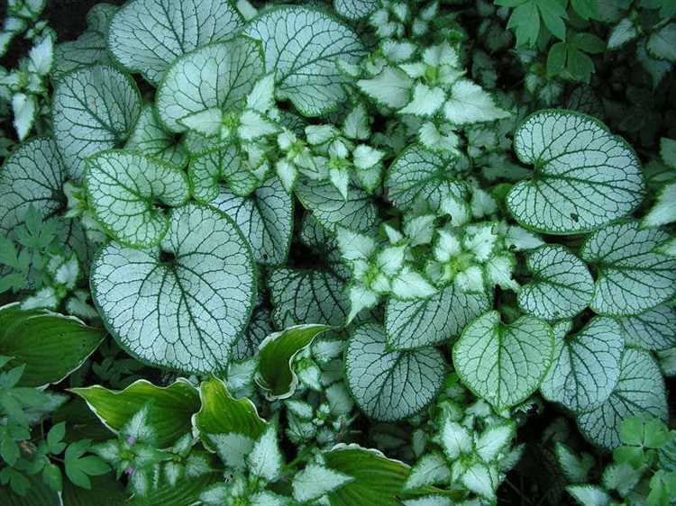 Что такое теневыносливые растения приведите примеры