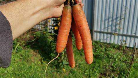 Как определить тип песчаной почвы на участке