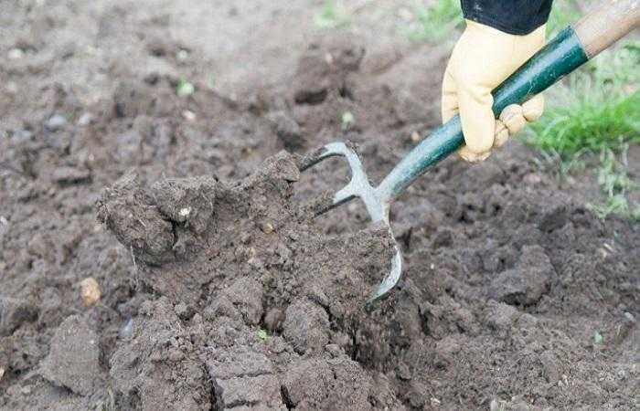Какие травы и злаки устойчивы к песчаной почве и засухе
