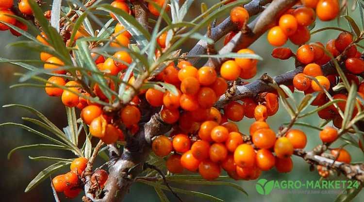 Как подготовить песчаную почву для посадки растений