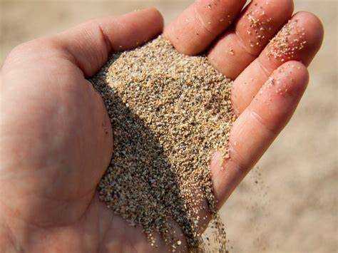 Какие овощные культуры лучше всего приживаются на песке